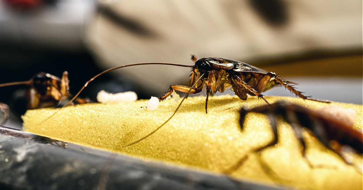 Comment se débarrasser des cafards efficacement ?