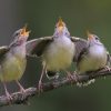 Pourquoi les oiseaux chantent (trop) tôt ? Pourquoi les oiseaux chantent (trop) tôt ?