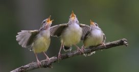 Pourquoi les oiseaux chantent (trop) tôt ?