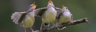 Pourquoi les oiseaux chantent (trop) tôt ?