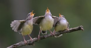 Pourquoi les oiseaux chantent (trop) tôt ?