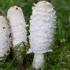Le coprin chevelu, aussi bon pour la santé que pour les papilles Le coprin chevelu, aussi bon pour la santé que pour les papilles