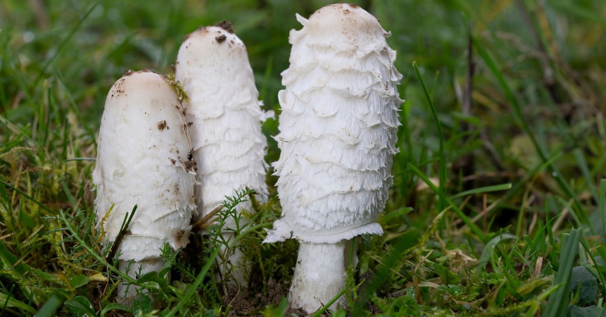 Le coprin chevelu, aussi bon pour la santé que pour les papilles Le coprin chevelu, aussi bon pour la santé que pour les papilles