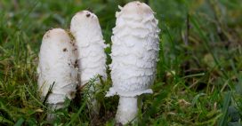 Le coprin chevelu, aussi bon pour la santé que pour les papilles