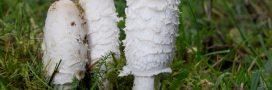 Le coprin chevelu, aussi bon pour la santé que pour les papilles