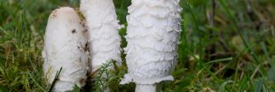 Le coprin chevelu, aussi bon pour la santé que pour les papilles Le coprin chevelu, aussi bon pour la santé que pour les papilles