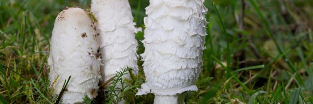 champignon coprin