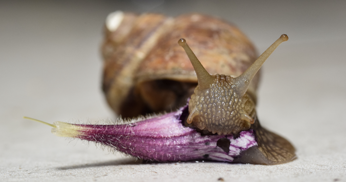 Les escargots ont-ils des dents ? Les escargots ont-ils des dents ?