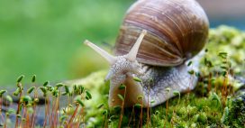 Les escargots ont-ils des dents ?