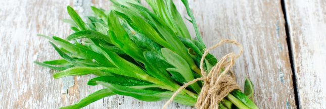 Utilisation et conservation de l'estragon en cuisine : conseils pratiques