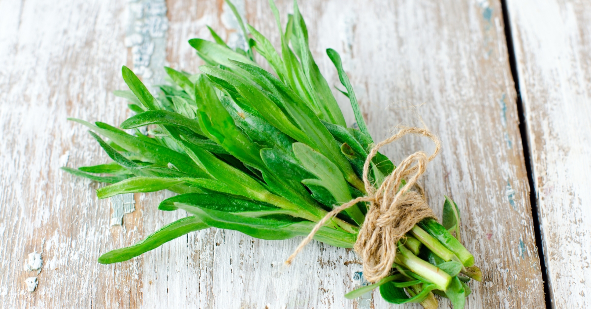 Utilisation et conservation de l'estragon en cuisine : conseils pratiques