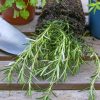 Plantes aromatiques - comment planter de l'estragon ?