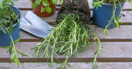 Plantes aromatiques – comment planter de l’estragon ?