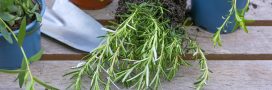 Estragon : comment bien le planter, l'entretenir et le conserver Estragon : comment bien le planter, l'entretenir et le conserver