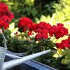 Géraniums : 7 astuces pour une floraison spectaculaire