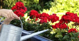 Géraniums : 7 astuces pour une floraison spectaculaire