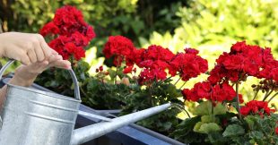 Géraniums : 7 astuces pour une floraison spectaculaire
