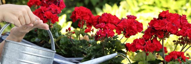 un pot de géranium