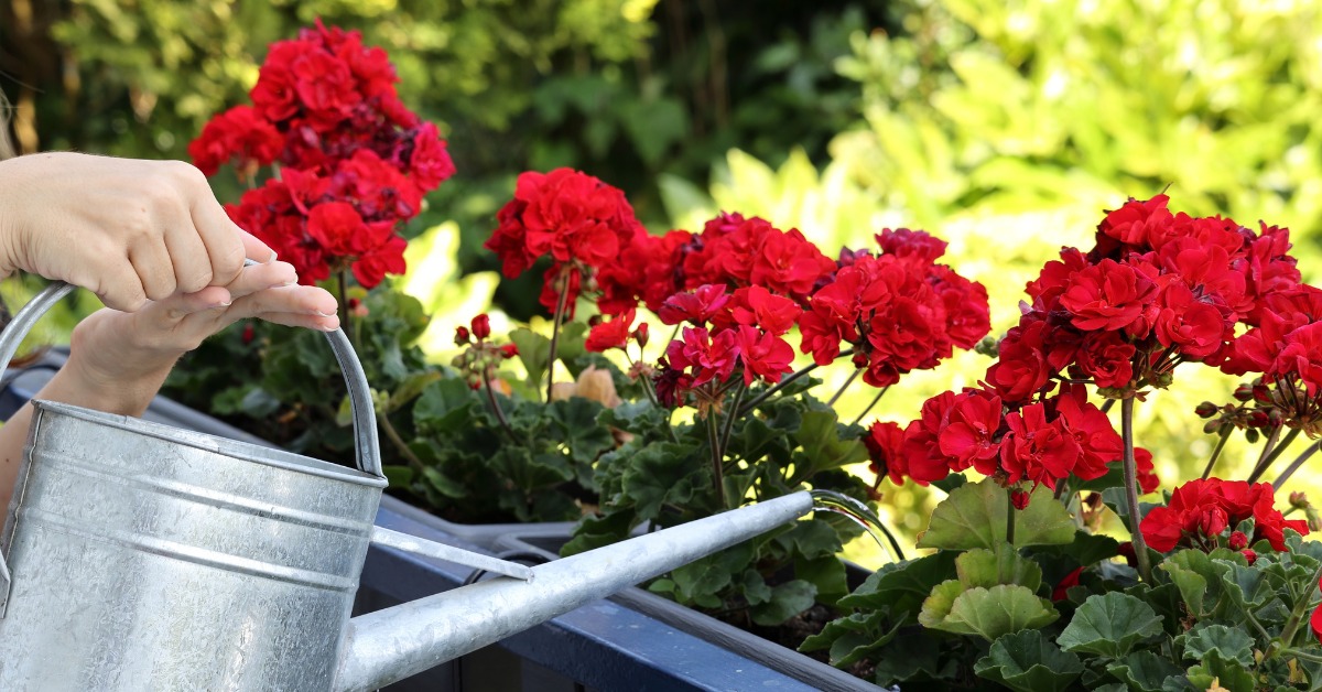 Géraniums : 7 astuces pour une floraison spectaculaire Géraniums : 7 astuces pour une floraison spectaculaire