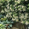 Quelles plantes faire pousser à l'ombre du jardin ?