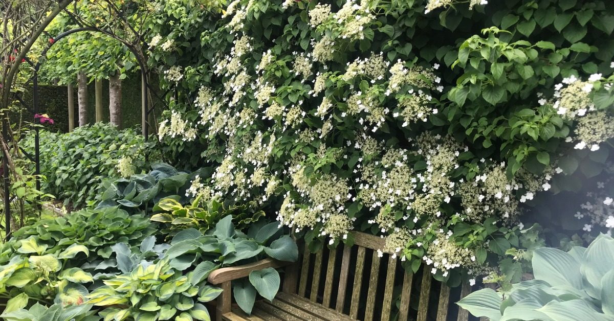 Quelles plantes faire pousser à l’ombre du jardin ?