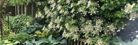Quelles plantes faire pousser à l'ombre du jardin ?
