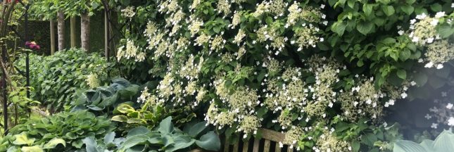 plante d'ombre : hortensia grimpant