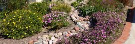 Réchauffement climatique : adapter son jardin aux fortes chaleurs Réchauffement climatique : adapter son jardin aux fortes chaleurs