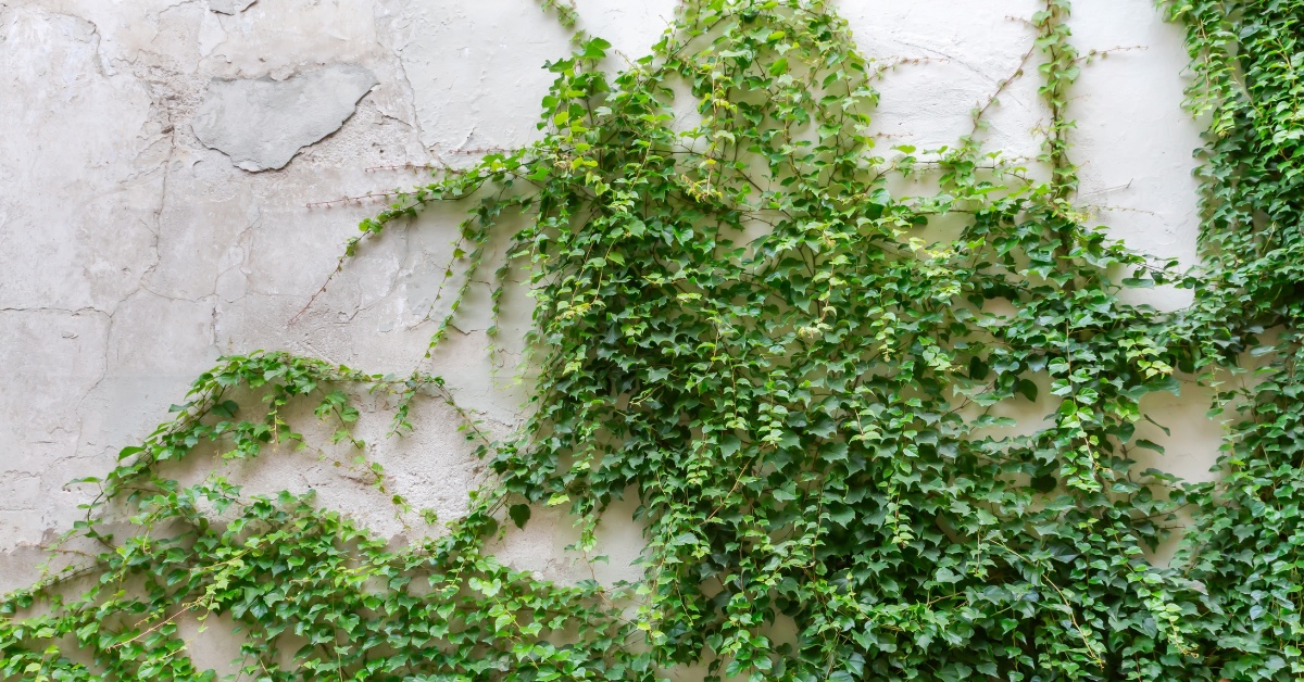 Le lierre est d'une redoutable efficacité pour protéger la biodiversité locale © fewerton