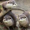 Dans la famille biodiversité ordinaire, protégeons la loutre Dans la famille biodiversité ordinaire, protégeons la loutre