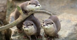 Dans la famille biodiversité ordinaire, protégeons la loutre Dans la famille biodiversité ordinaire, protégeons la loutre
