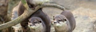 Dans la famille biodiversité ordinaire, protégeons la loutre