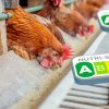 Vers la création d'un 'Nutri-score' du bien-être animal - Pour ou contre ?