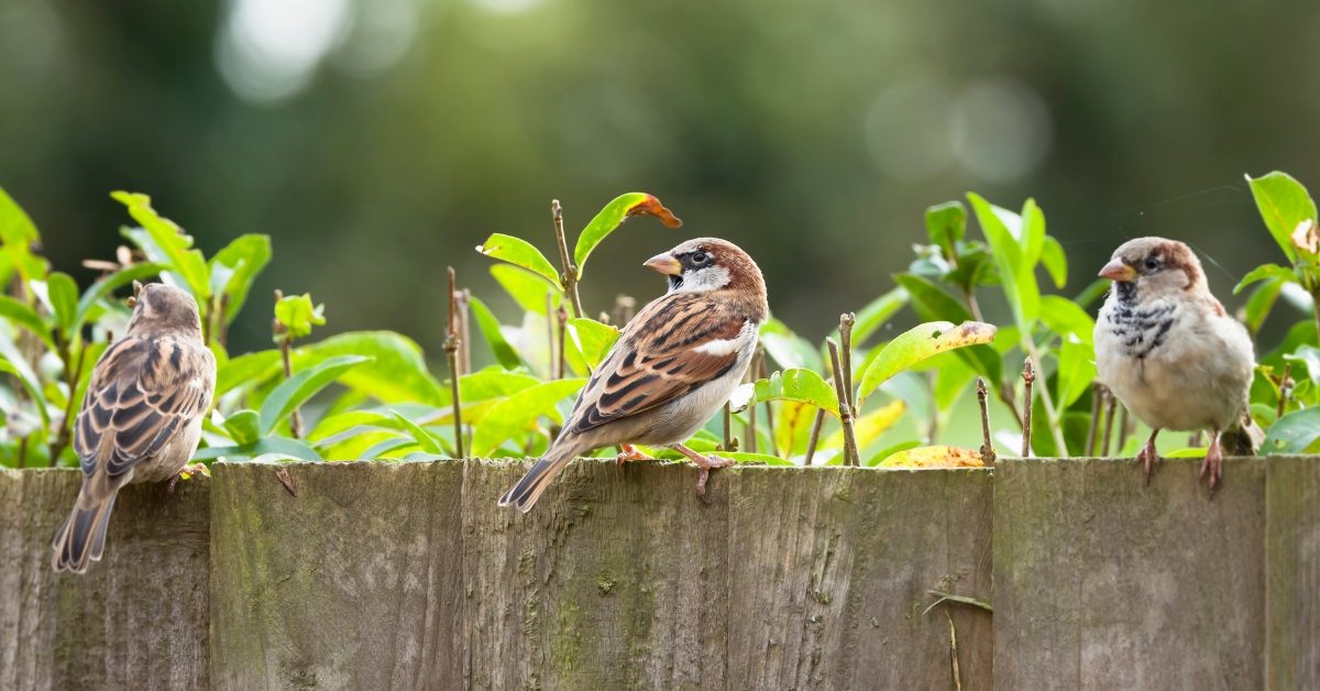 Quelles astuces pour inviter les oiseaux dans son jardin ?