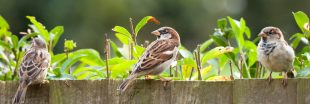 Quelles astuces pour inviter les oiseaux dans son jardin ? Quelles astuces pour inviter les oiseaux dans son jardin ?