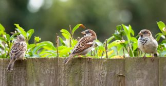 Quelles astuces pour inviter les oiseaux dans son jardin ? Quelles astuces pour inviter les oiseaux dans son jardin ?