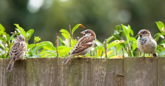 Quelles astuces pour inviter les oiseaux dans son jardin ?