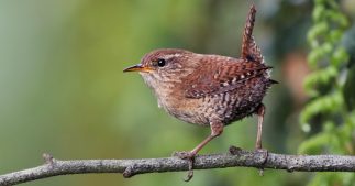 Oiseaux des jardins : l'opération nationale de comptage est de retour ce week-end Oiseaux des jardins : l'opération nationale de comptage est de retour ce week-end
