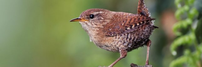 comptage des oiseaux