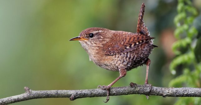 Oiseaux des jardins : l'opération nationale de comptage est de retour ce week-end Oiseaux des jardins : l'opération nationale de comptage est de retour ce week-end
