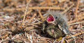 J’ai trouvé un oisillon tombé du nid – Que faire ?