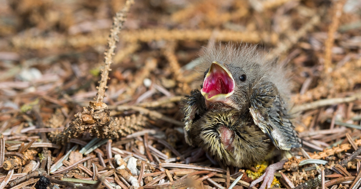 J'ai trouvé un oisillon tombé du nid - Que faire ? J'ai trouvé un oisillon tombé du nid - Que faire ?