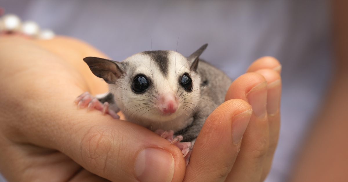 Ces nouveaux 'animaux de compagnie' qui ne sont pas sans danger Ces nouveaux 'animaux de compagnie' qui ne sont pas sans danger