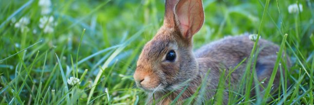 Poser un lapin : savez-vous d'où vient cette expression ?