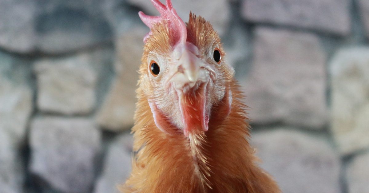 Même les poules peuvent rougir !