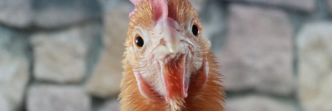 Même les poules peuvent rougir !