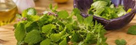 Cuisinez la mélisse : recettes fraîches et aromatiques