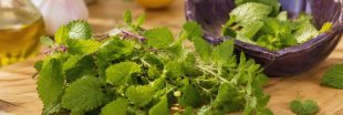 Cuisinez la mélisse : recettes fraîches et aromatiques