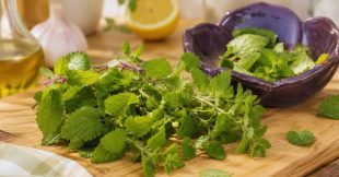 Cuisinez la mélisse : recettes fraîches et aromatiques