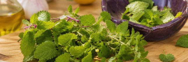 integrer la mélisse dans vos recettes